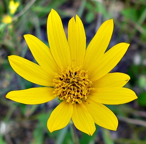 {Helianthus occidentalis}